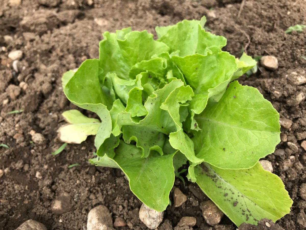 Der Salat im Krautgarten wächst – Meine Pflanzenwelt